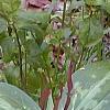 Trillium lancifolium, habit