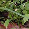 Trillium lancifolium, habit
