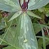 Trillium lancifolium, habit