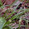 Trillium lancifolium, habit