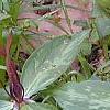 Trillium lancifolium, habit