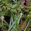 Trillium lancifolium, habit