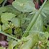 Trillium lancifolium, habit