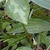 Trillium lancifolium, habit