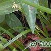 Trillium lancifolium, habit