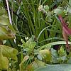 Trillium lancifolium, habit