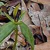 Trillium lancifolium yellow, habit