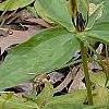 Trillium lancifolium yellow, habit