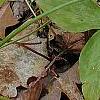 Trillium lancifolium yellow, habit