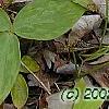 Trillium lancifolium yellow, habit