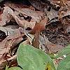 Trillium lancifolium yellow, habit