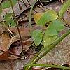 Trillium lancifolium yellow, habit
