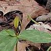 Trillium lancifolium yellow, habit