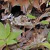 Trillium lancifolium yellow, habit