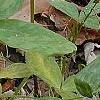Trillium lancifolium yellow, habit