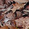 Trillium lancifolium yellow, habit