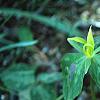 Trillium luteum, habit