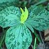 Trillium luteum, habit