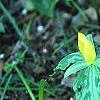 Trillium luteum, habit