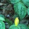 Trillium luteum, habit