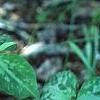 Trillium luteum, habit