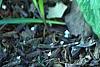 Trillium luteum, habit