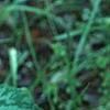 Trillium luteum, habit