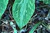 Trillium luteum, habit