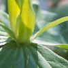 Trillium luteum, flowers