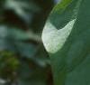 Trillium luteum, flowers