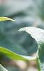 Trillium luteum, flowers