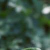 Trillium luteum, flowers