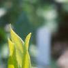 Trillium luteum, flowers