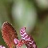 Tricyrtis macropoda, flowers