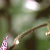 Tricyrtis macropoda, flowers