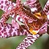 Tricyrtis macropoda, flowers