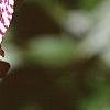 Tricyrtis macropoda, flowers