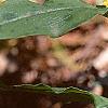 Tricyrtis flava, habit