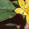 Tricyrtis flava, flowers