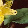 Tricyrtis flava, flowers