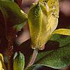 Tricyrtis flava, flowers