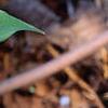 Trillium ovatum, flowers