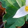 Trillium ovatum, flowers