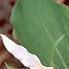 Trillium ovatum, flowers