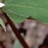 Trillium ovatum, flowers