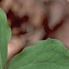Trillium ovatum, flowers