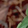 Trillium ovatum, flowers