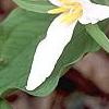 Trillium ovatum, flowers