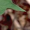 Trillium ovatum, flowers