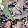 Trillium pusillum, habit